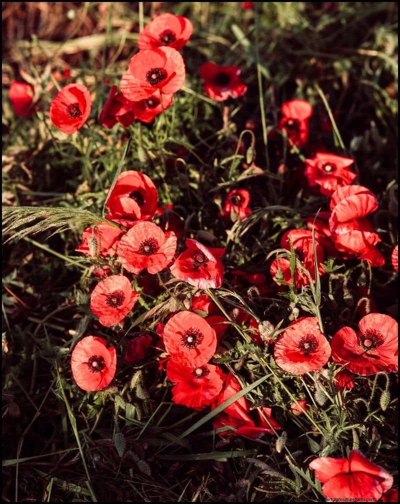 Self-Seeding Plants: 17 Varieties for a Low-Maintenance Garden