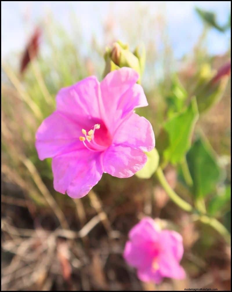 Self-Seeding Plants: 17 Varieties for a Low-Maintenance Garden