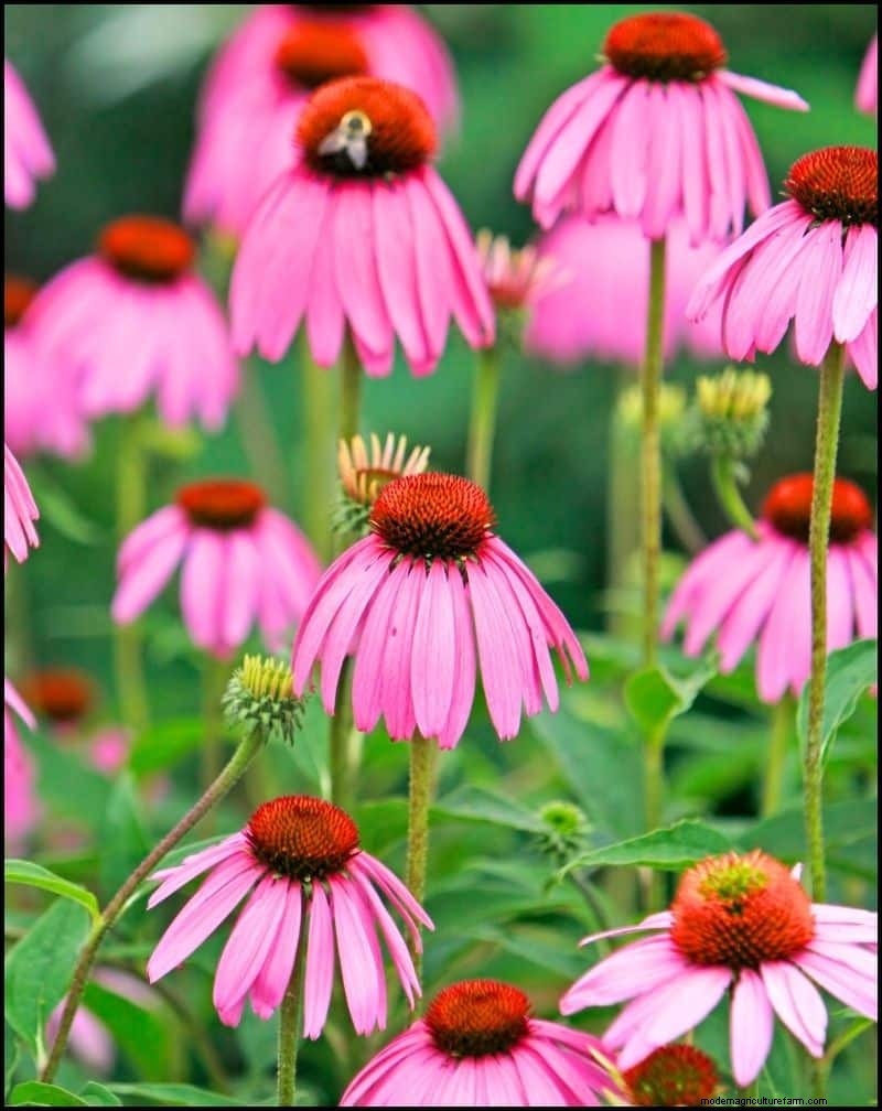 Self-Seeding Plants: 17 Varieties for a Low-Maintenance Garden