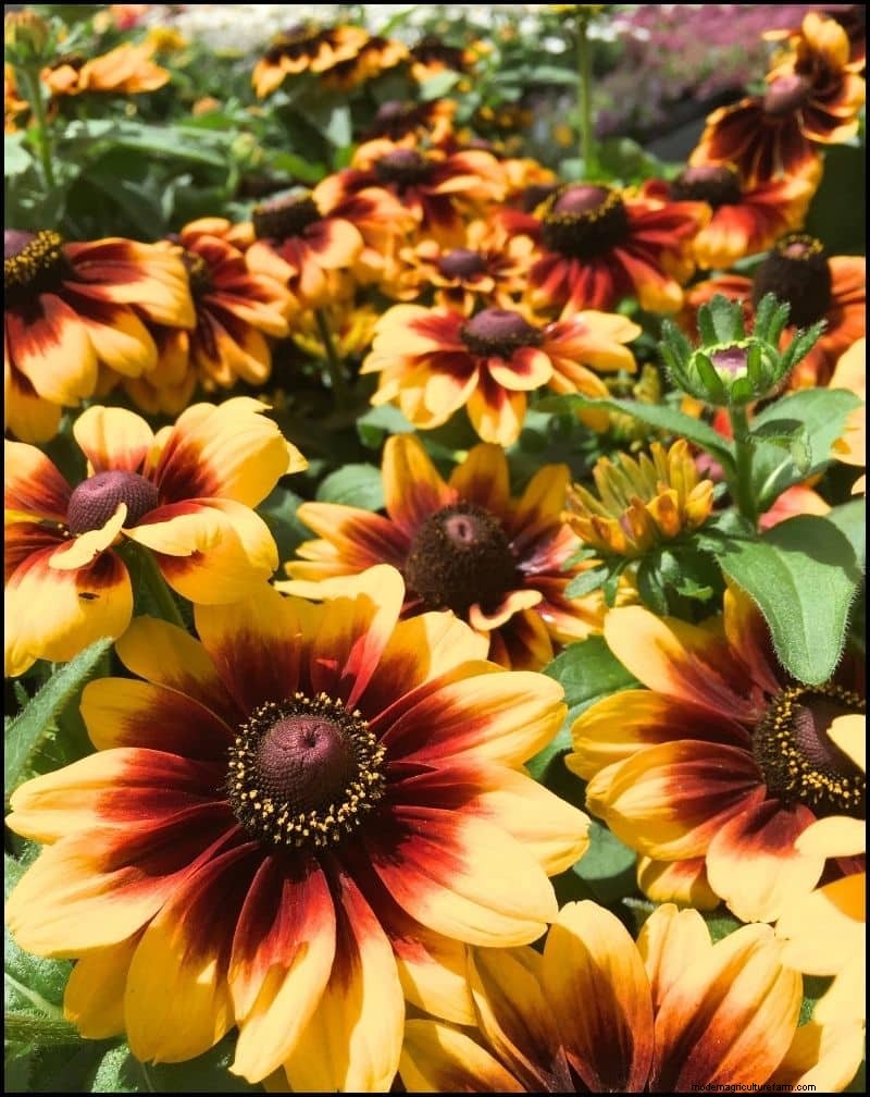 Self-Seeding Plants: 17 Varieties for a Low-Maintenance Garden