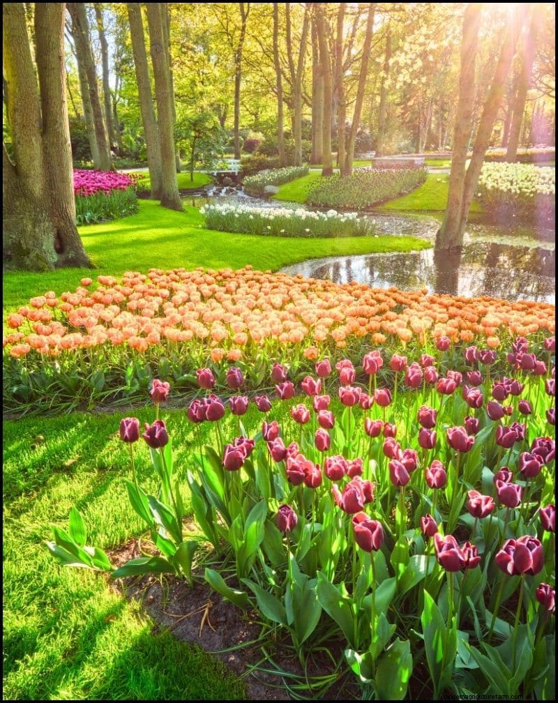 Self-Seeding Plants: 17 Varieties for a Low-Maintenance Garden