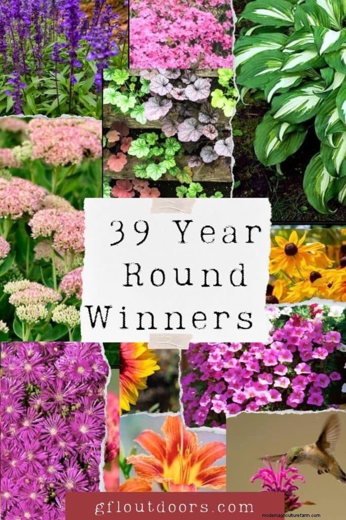 Perennial Plants for a Thriving Garden: Year-Round Beauty