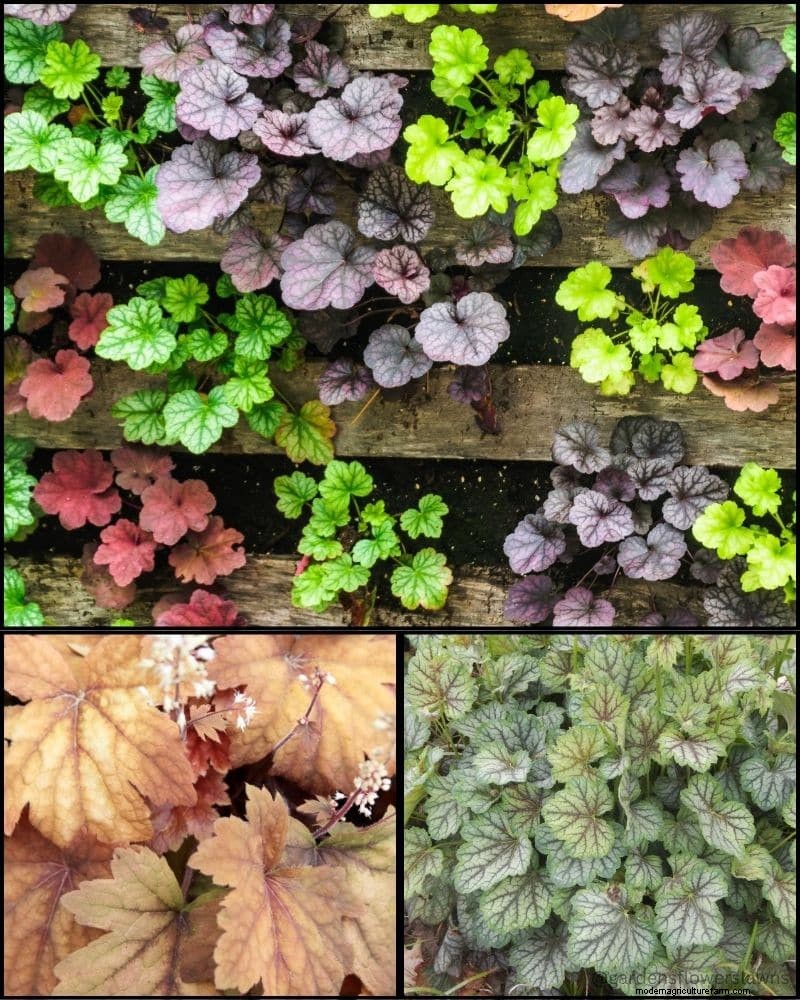 Perennial Plants for a Thriving Garden: Year-Round Beauty