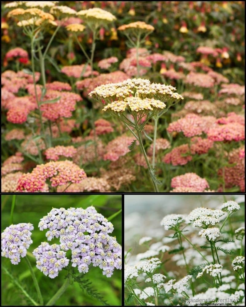 Perennial Plants for a Thriving Garden: Year-Round Beauty
