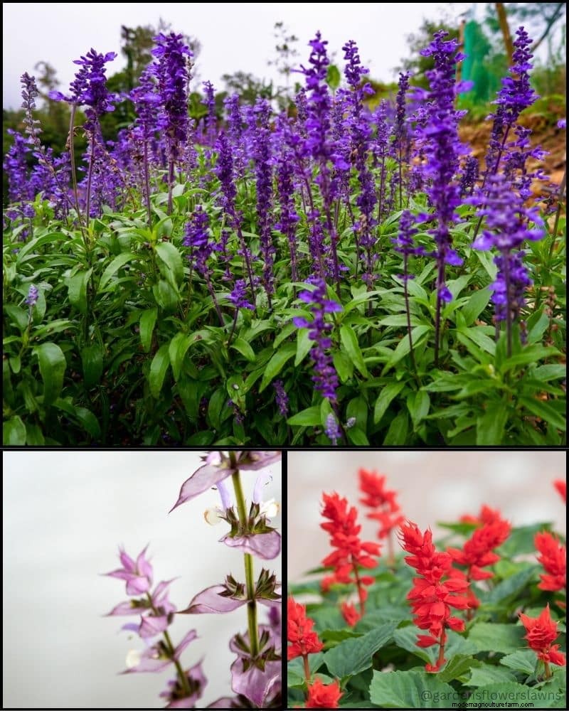 Perennial Plants for a Thriving Garden: Year-Round Beauty