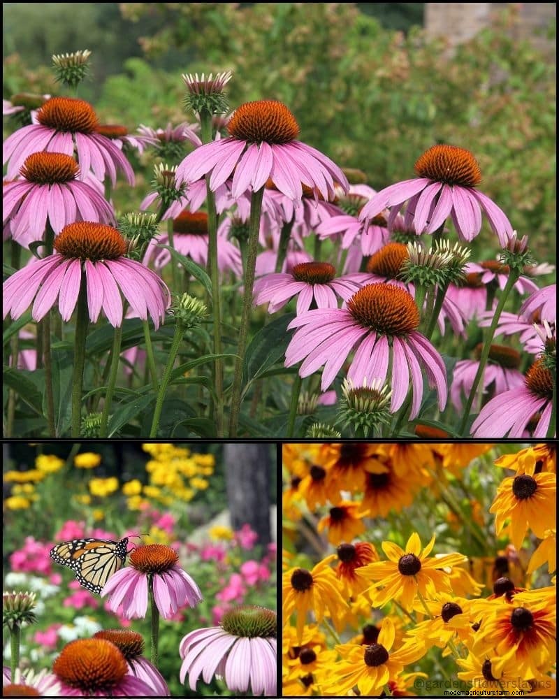 Perennial Plants for a Thriving Garden: Year-Round Beauty