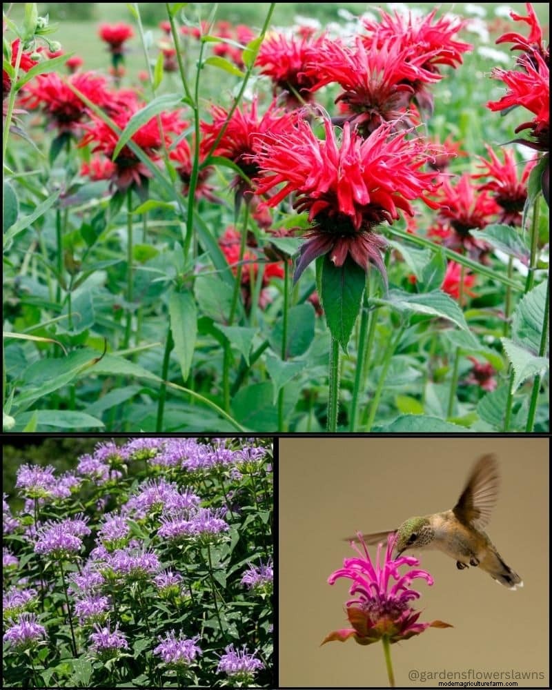 Perennial Plants for a Thriving Garden: Year-Round Beauty