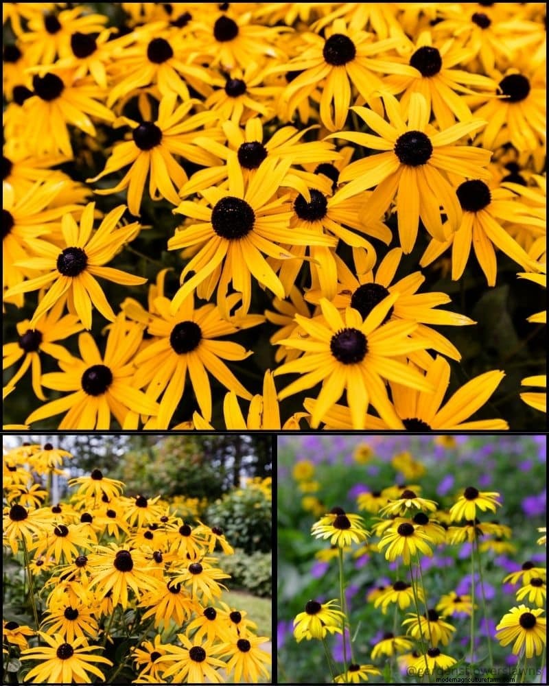 Perennial Plants for a Thriving Garden: Year-Round Beauty