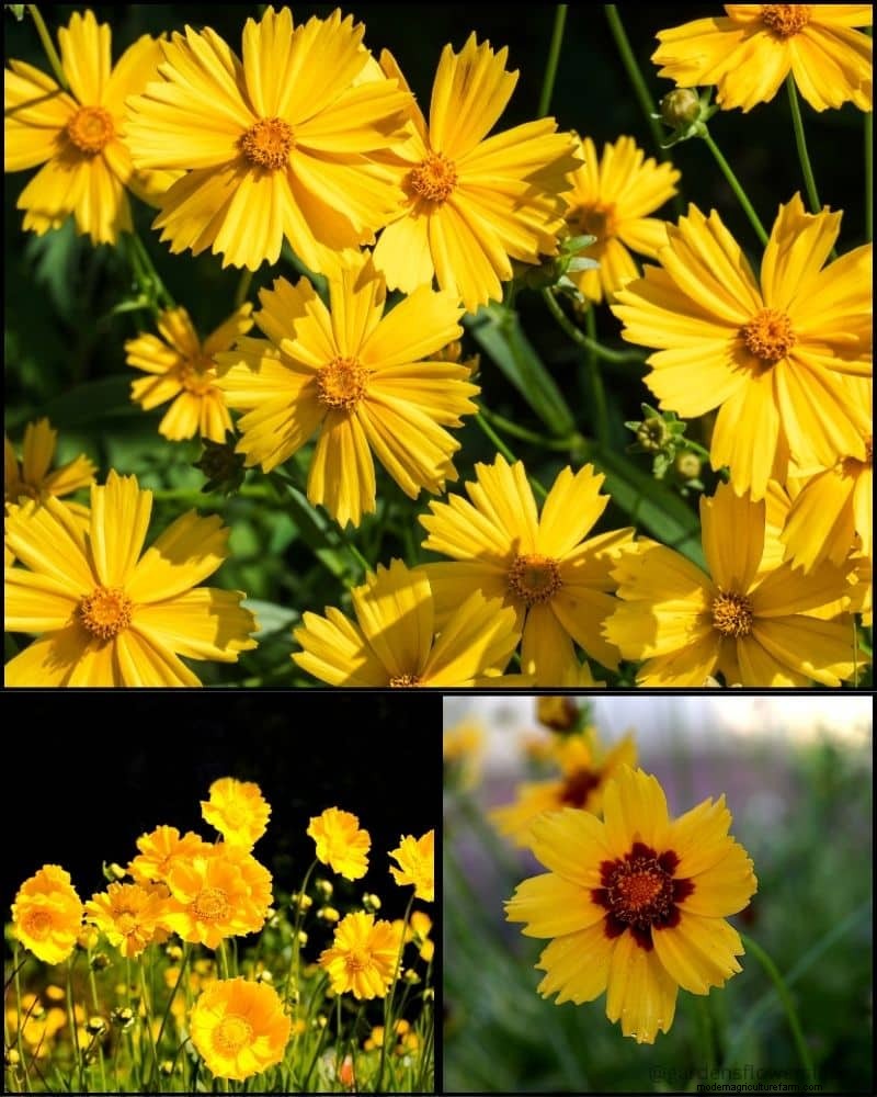 Perennial Plants for a Thriving Garden: Year-Round Beauty