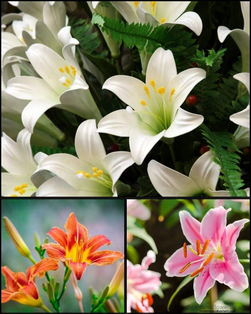 Perennial Plants for a Thriving Garden: Year-Round Beauty