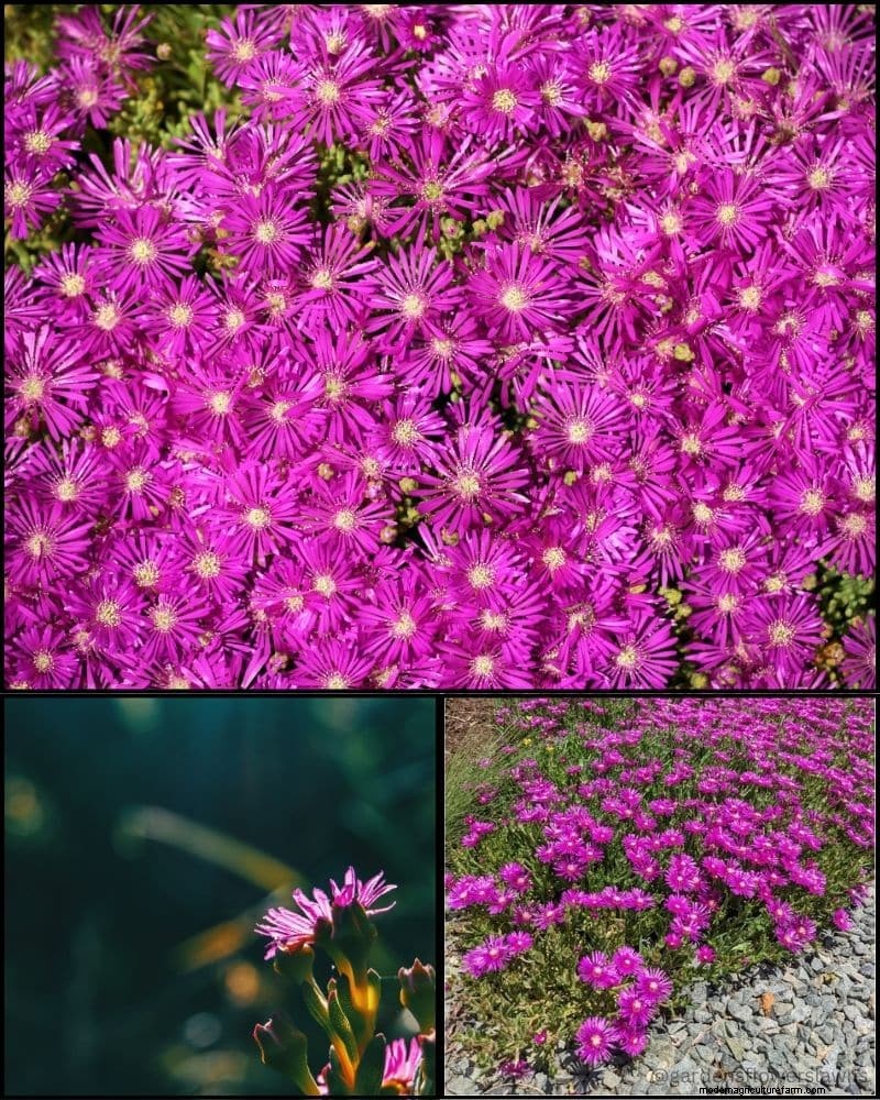 Perennial Plants for a Thriving Garden: Year-Round Beauty