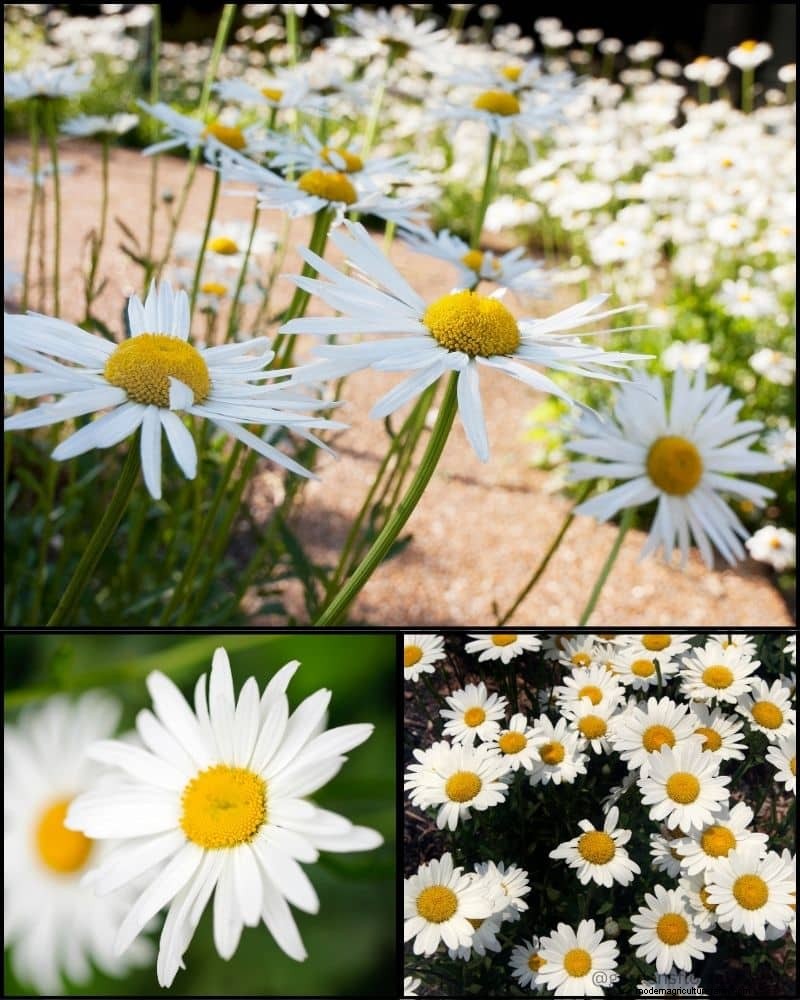 Perennial Plants for a Thriving Garden: Year-Round Beauty