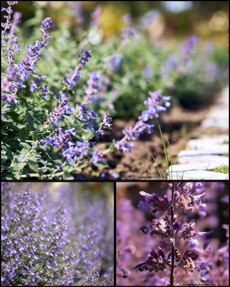 Perennial Plants for a Thriving Garden: Year-Round Beauty