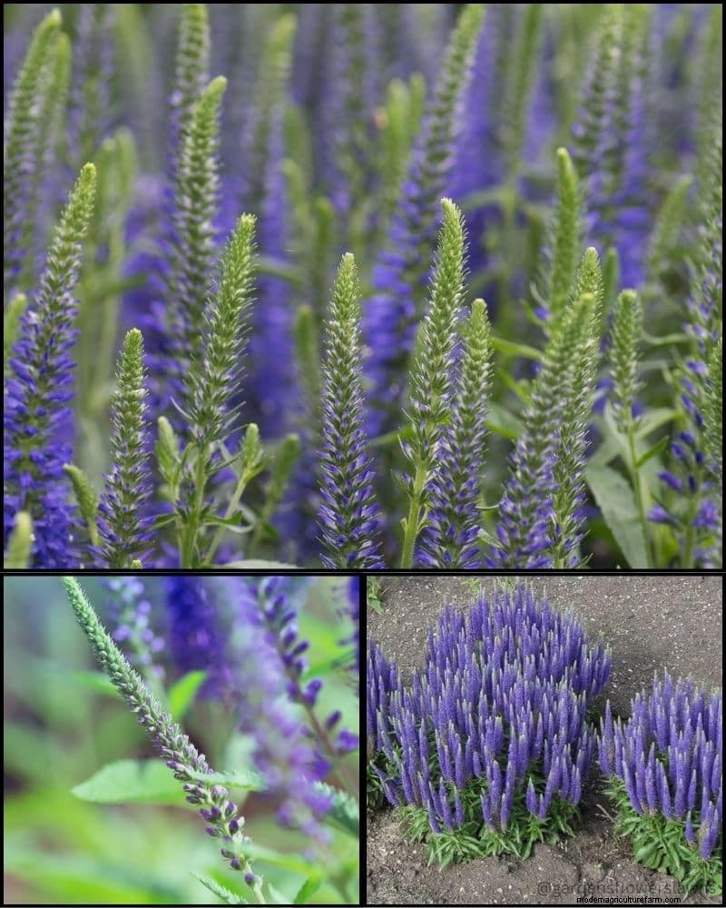 Perennial Plants for a Thriving Garden: Year-Round Beauty
