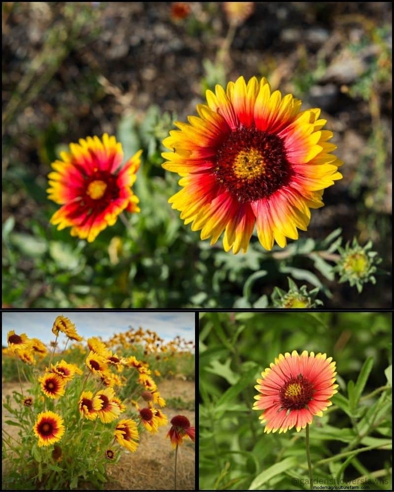 Perennial Plants for a Thriving Garden: Year-Round Beauty
