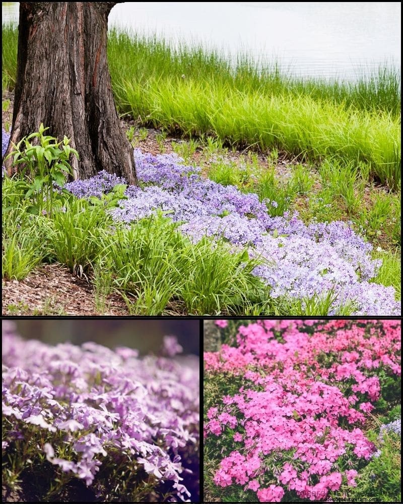 Perennial Plants for a Thriving Garden: Year-Round Beauty