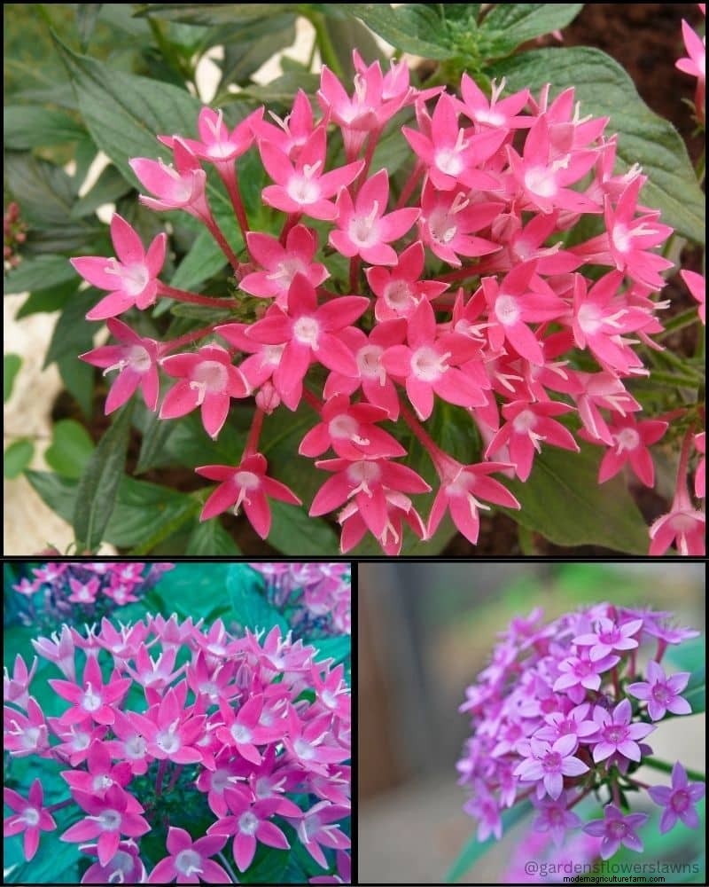 Perennial Plants for a Thriving Garden: Year-Round Beauty
