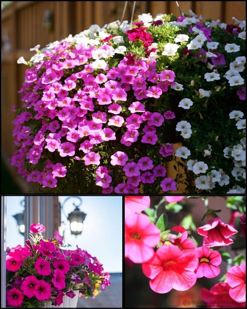 Perennial Plants for a Thriving Garden: Year-Round Beauty