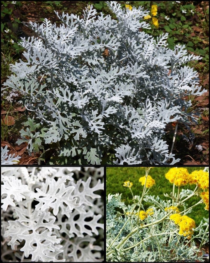 Perennial Plants for a Thriving Garden: Year-Round Beauty