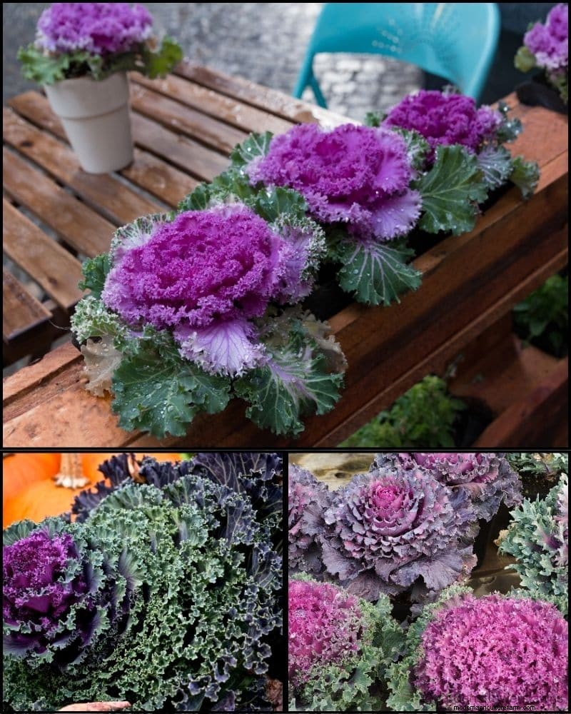 Perennial Plants for a Thriving Garden: Year-Round Beauty
