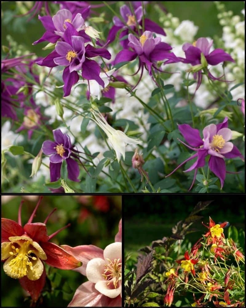 Perennial Plants for a Thriving Garden: Year-Round Beauty