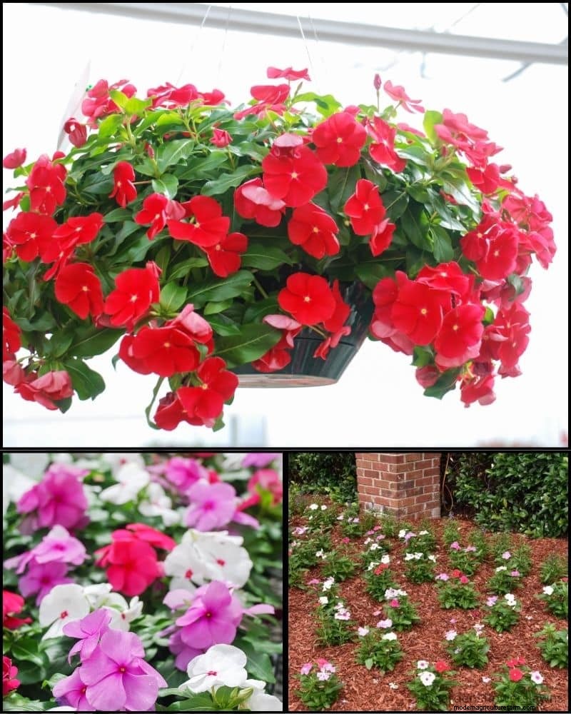 Perennial Plants for a Thriving Garden: Year-Round Beauty