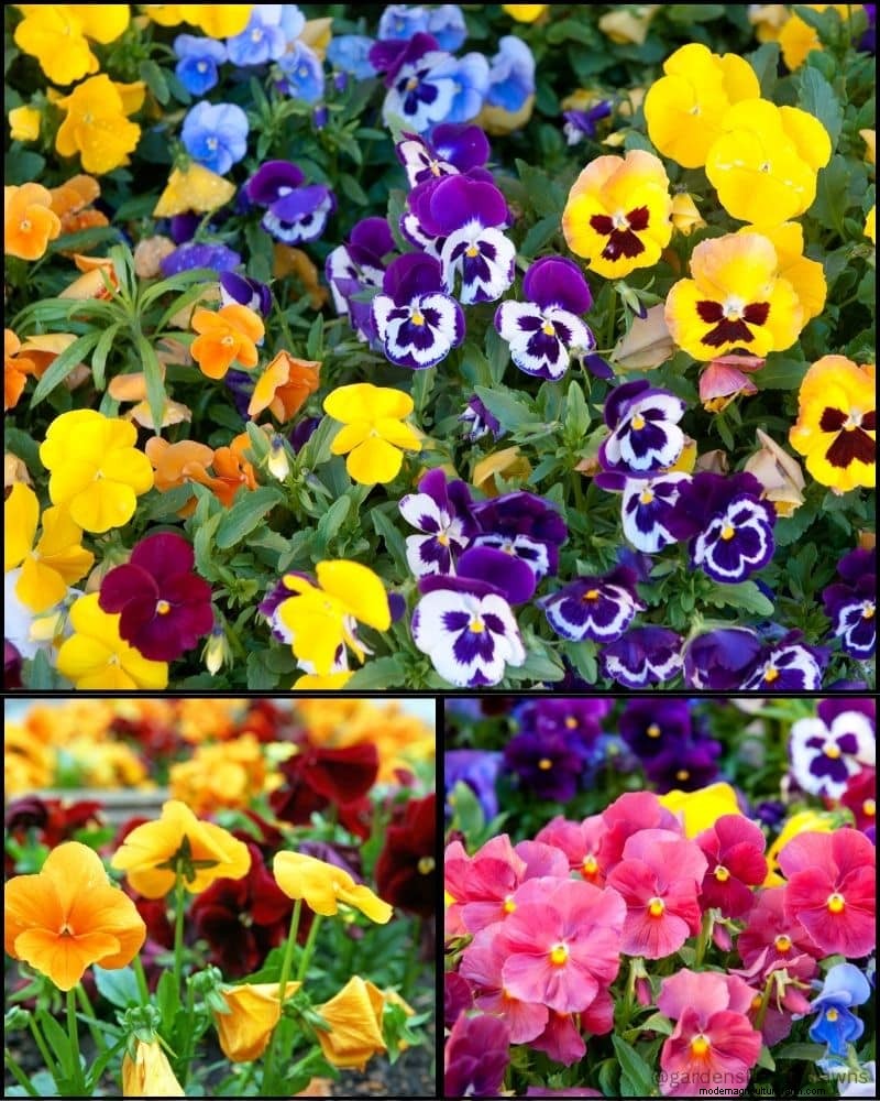 Perennial Plants for a Thriving Garden: Year-Round Beauty
