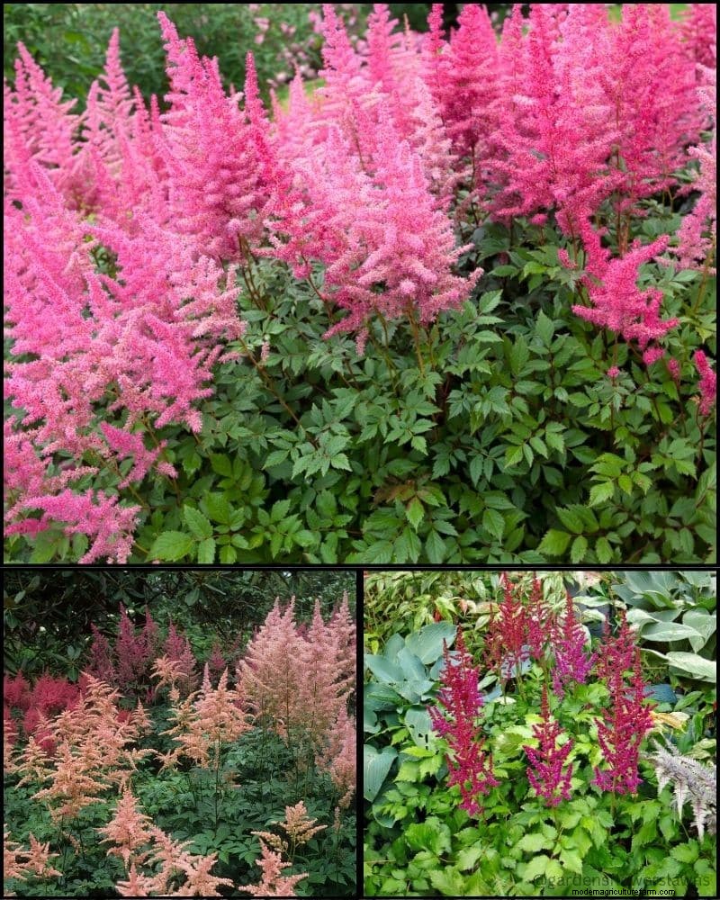 Perennial Plants for a Thriving Garden: Year-Round Beauty