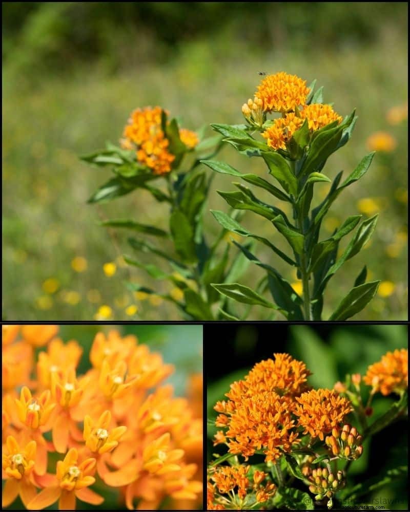 Perennial Plants for a Thriving Garden: Year-Round Beauty