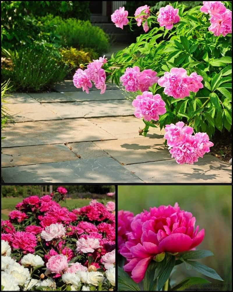 Perennial Plants for a Thriving Garden: Year-Round Beauty