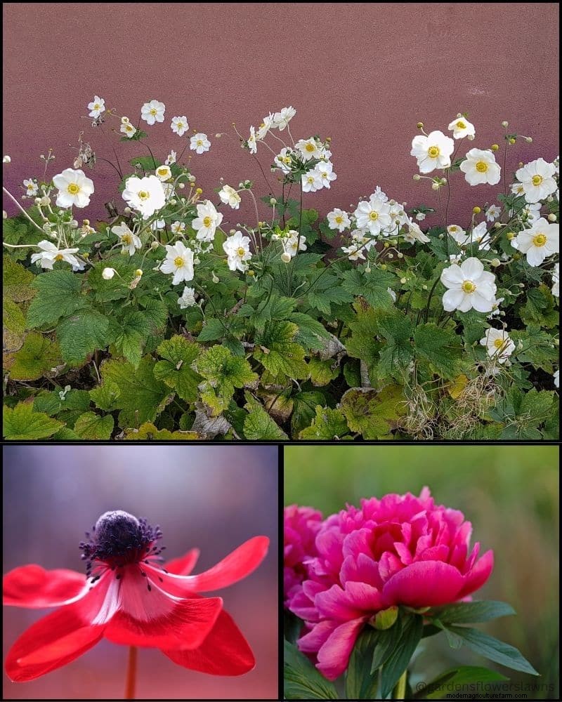 Perennial Plants for a Thriving Garden: Year-Round Beauty