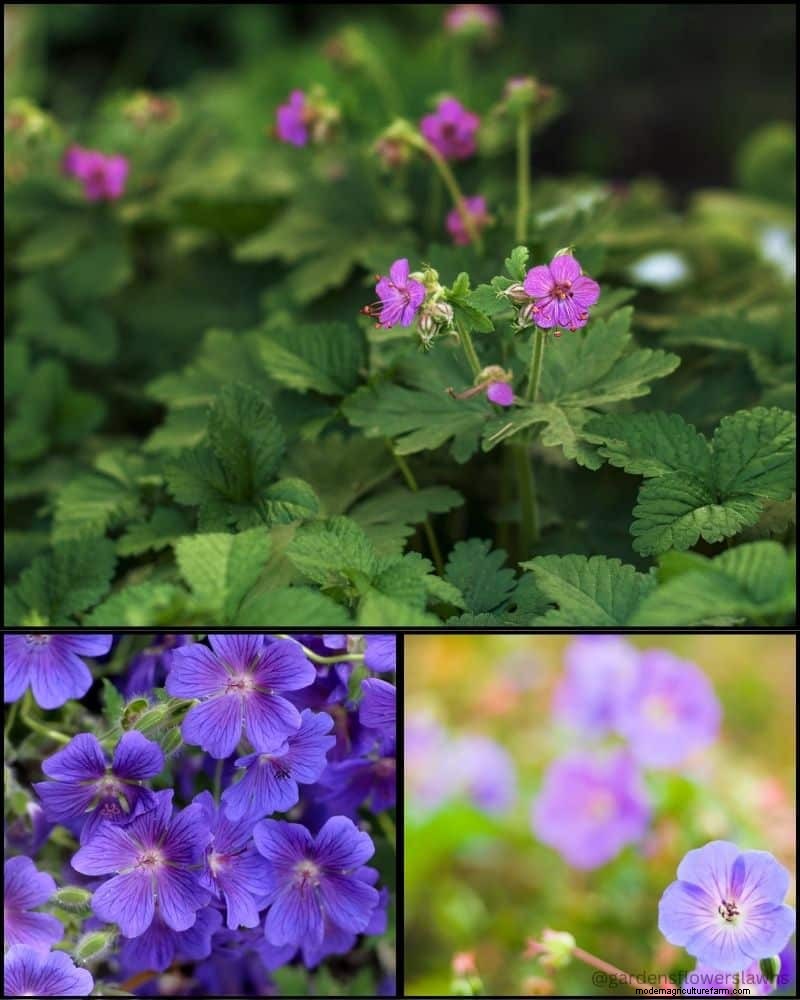 Perennial Plants for a Thriving Garden: Year-Round Beauty