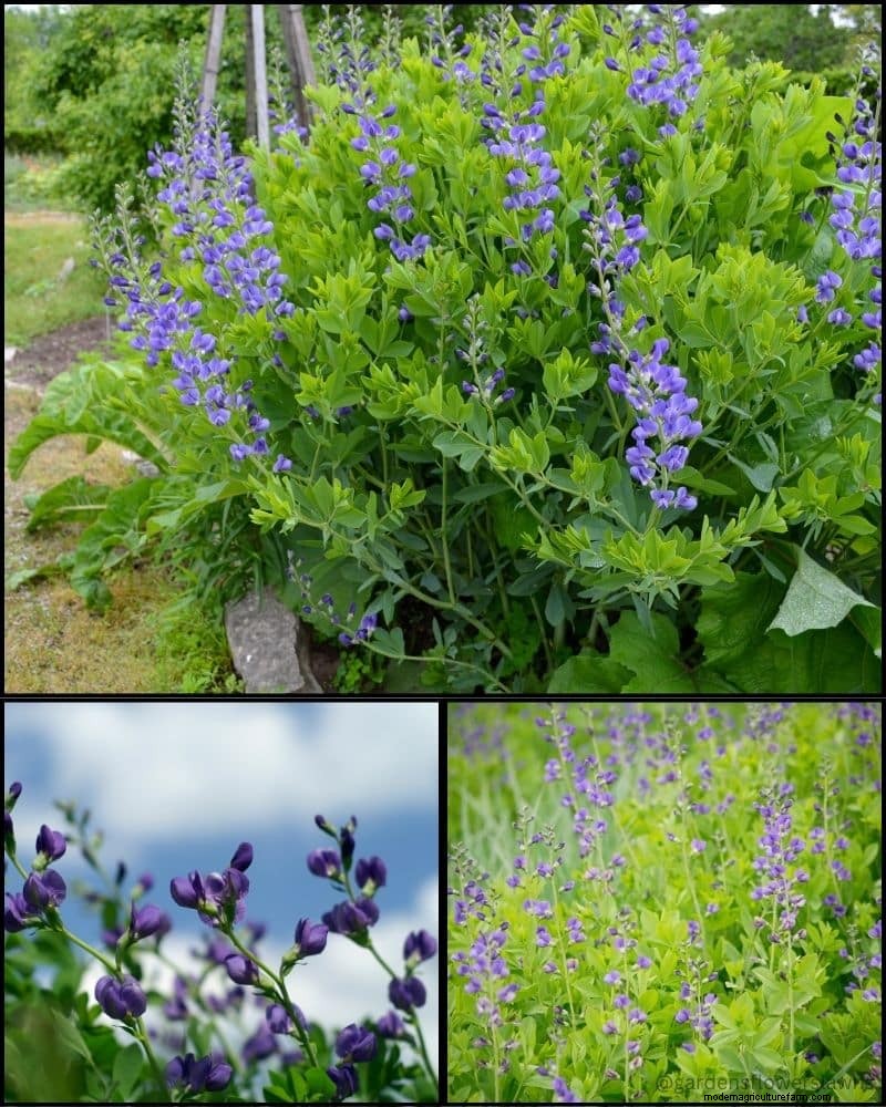 Perennial Plants for a Thriving Garden: Year-Round Beauty