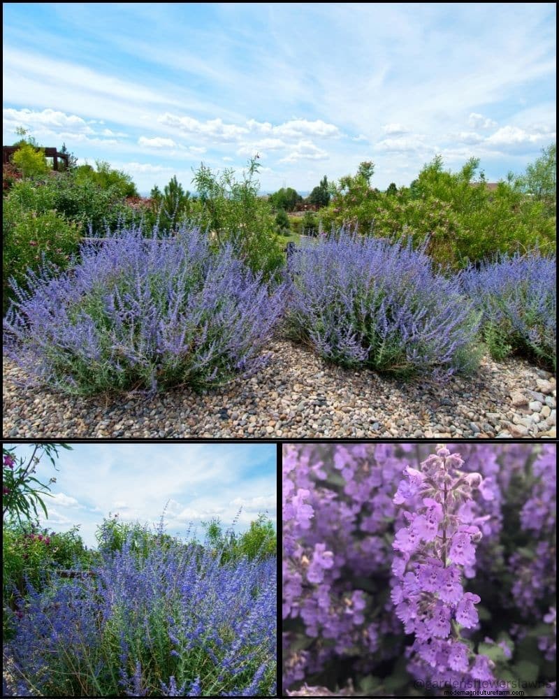 Perennial Plants for a Thriving Garden: Year-Round Beauty