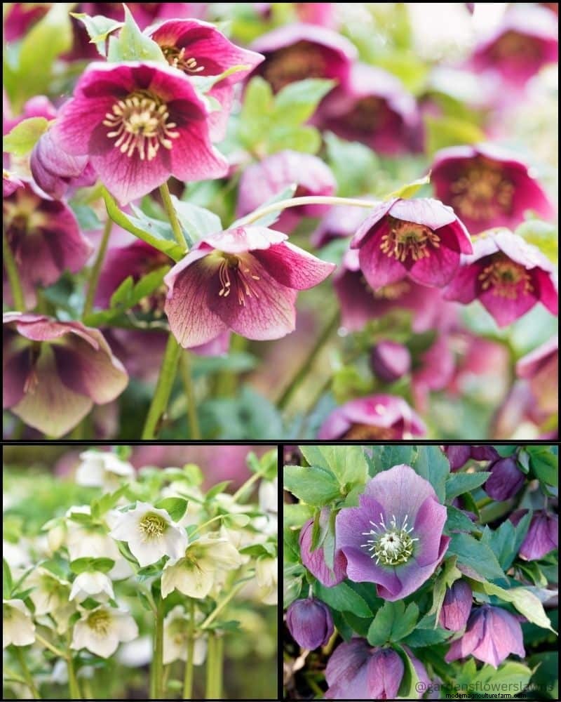 Perennial Plants for a Thriving Garden: Year-Round Beauty