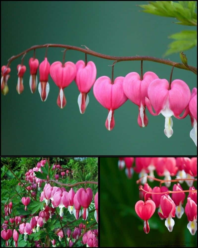 Perennial Plants for a Thriving Garden: Year-Round Beauty