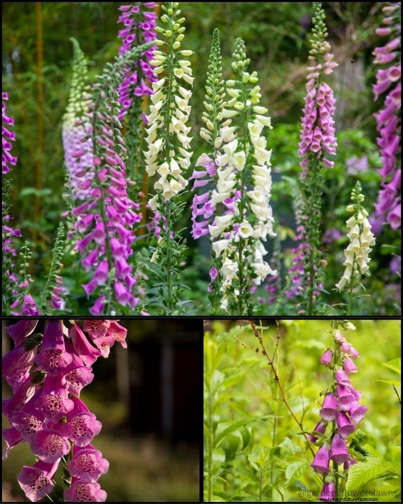 Perennial Plants for a Thriving Garden: Year-Round Beauty