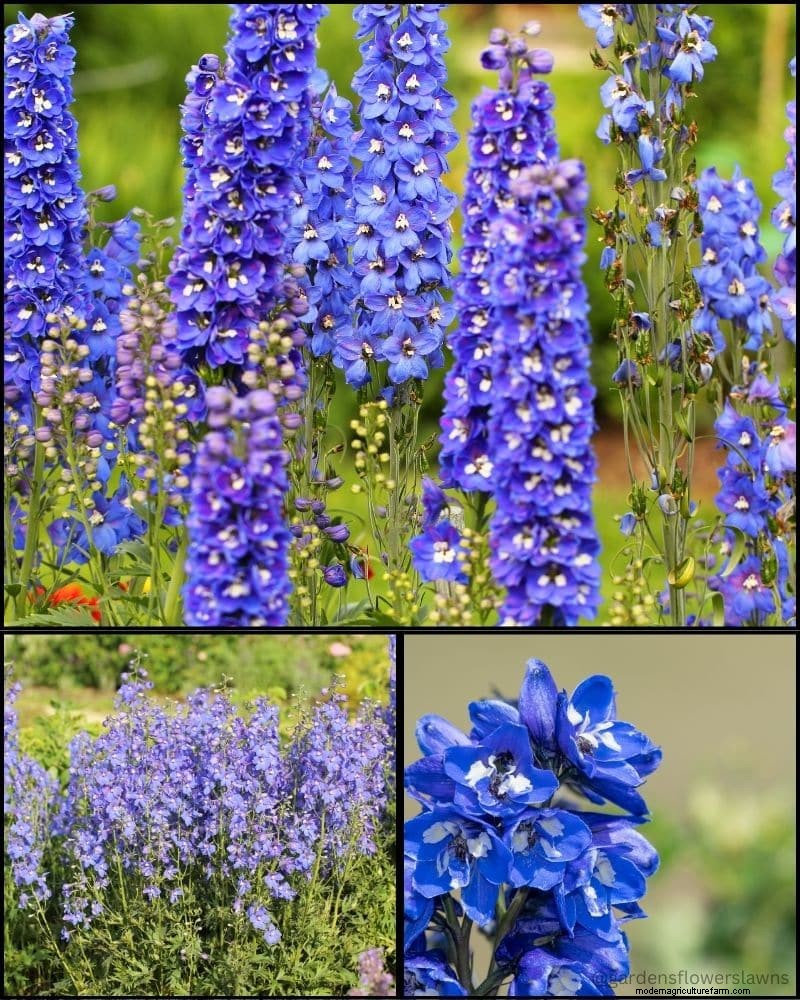 Perennial Plants for a Thriving Garden: Year-Round Beauty