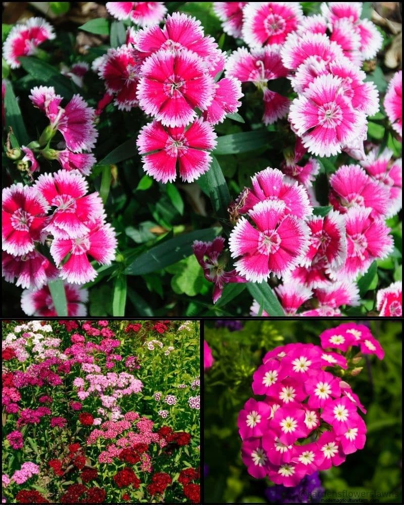 Perennial Plants for a Thriving Garden: Year-Round Beauty