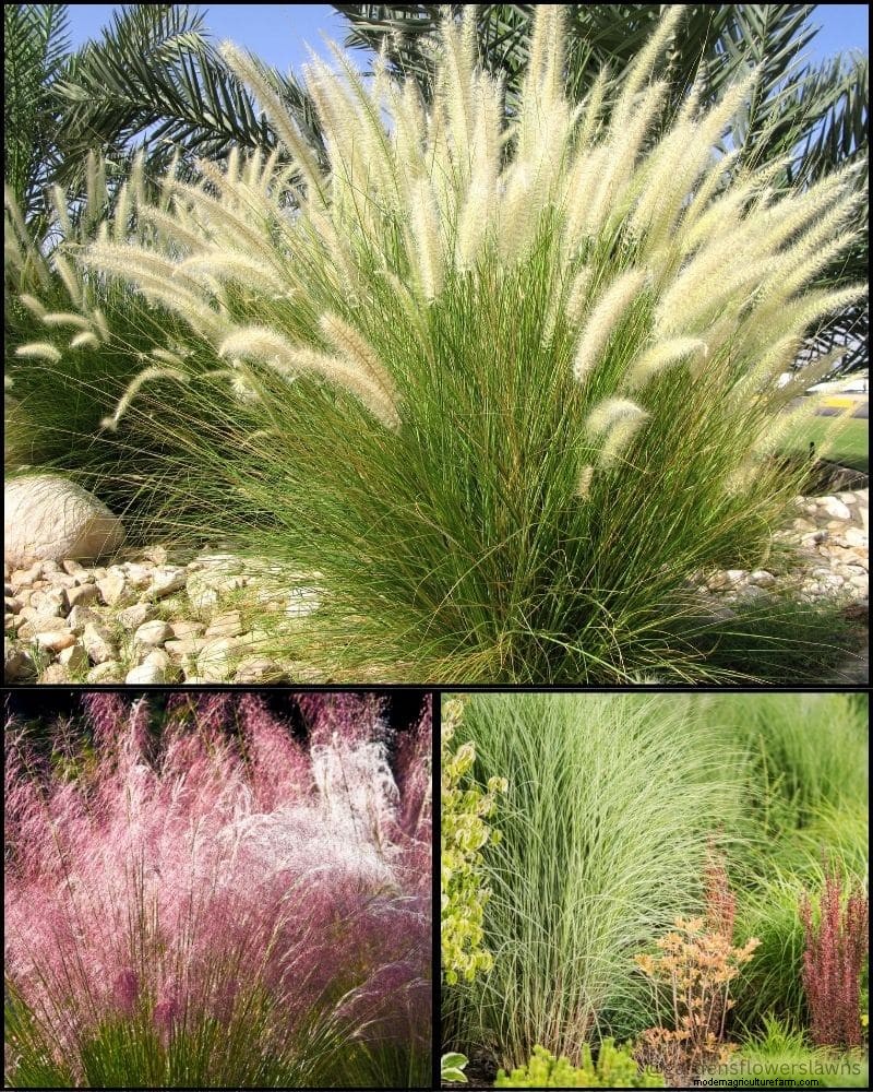 Perennial Plants for a Thriving Garden: Year-Round Beauty