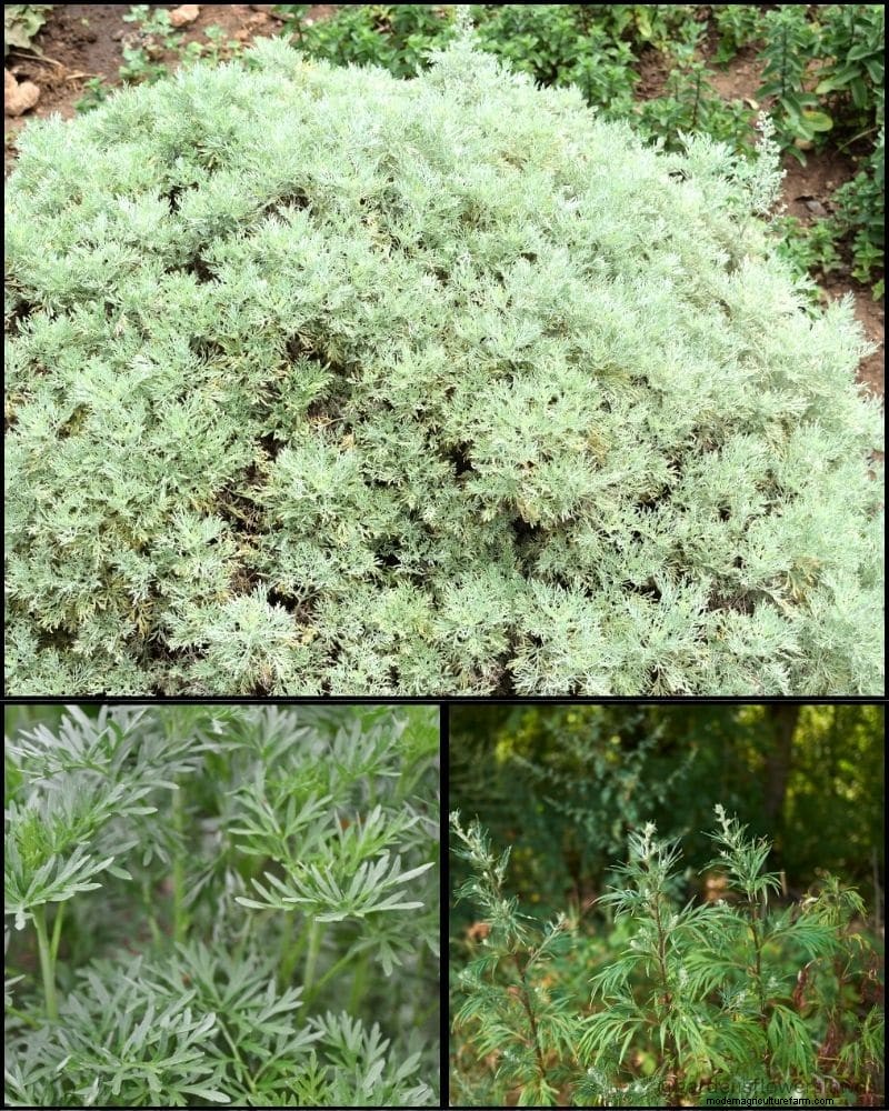 Perennial Plants for a Thriving Garden: Year-Round Beauty
