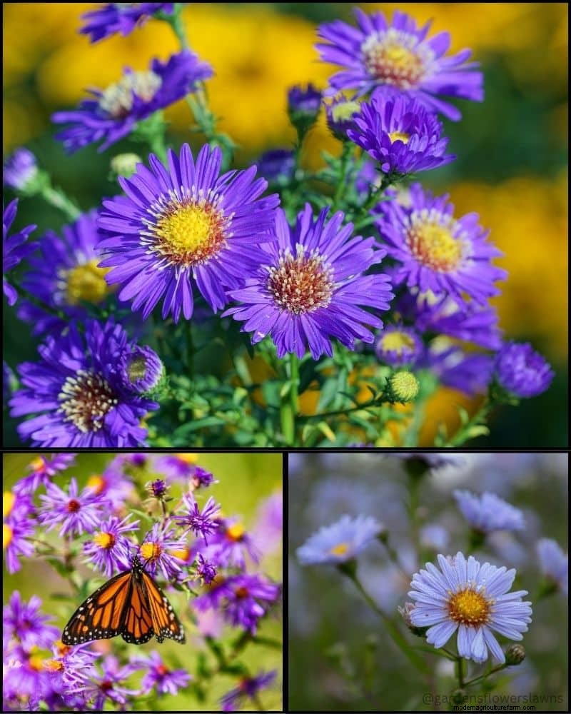 Perennial Plants for a Thriving Garden: Year-Round Beauty