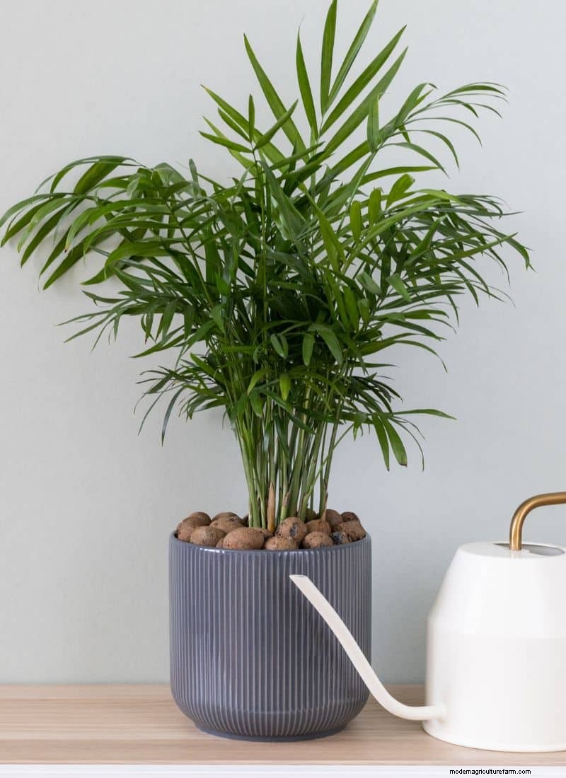 Easy-Care Houseplants: 31 Low-Maintenance Green Options for Beginners