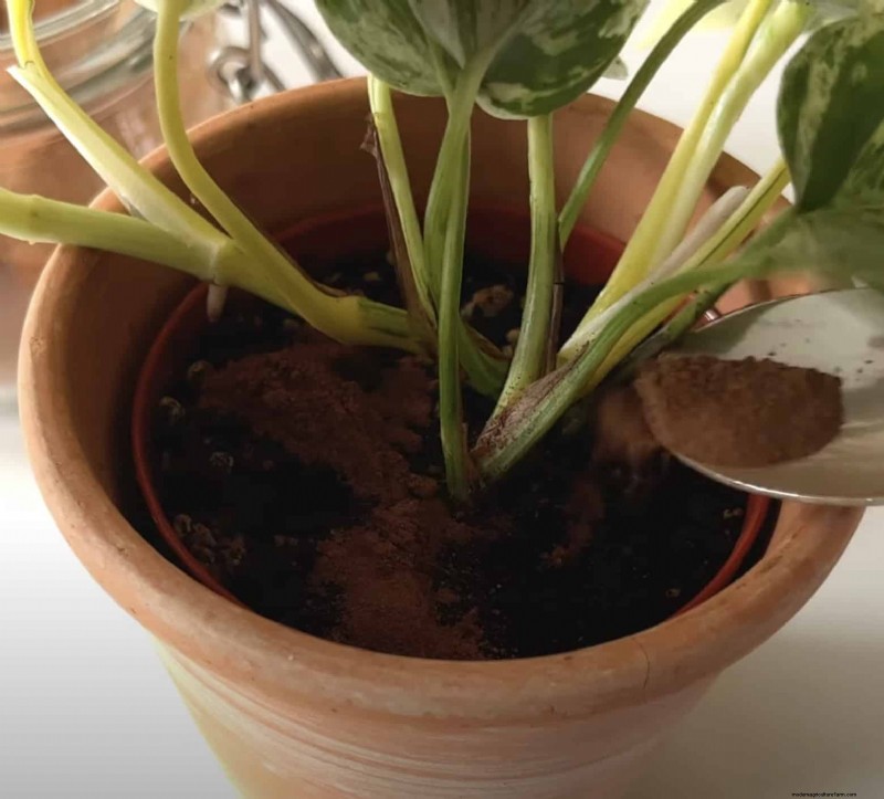 17 Expert Gardening Tips for a Bountiful Harvest