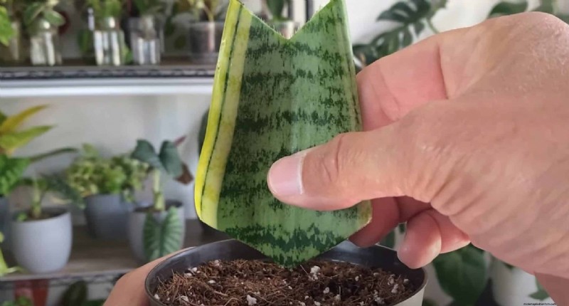 Propagate Snake Plants: 3 Easy Methods for New Plants