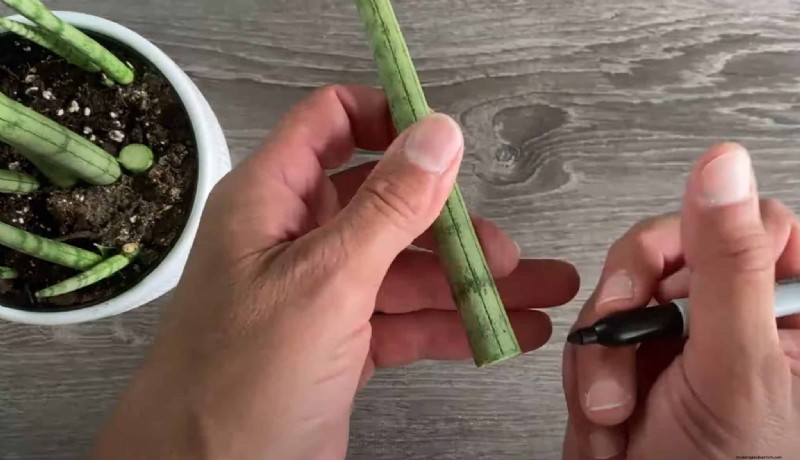 Propagate Snake Plants: 3 Easy Methods for New Plants
