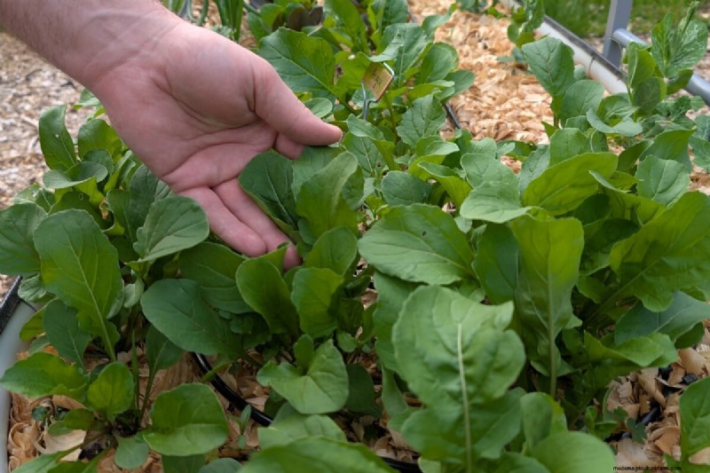 Daily Harvest Vegetables: 11 Cut-and-Come-Again Options for Continuous Yield