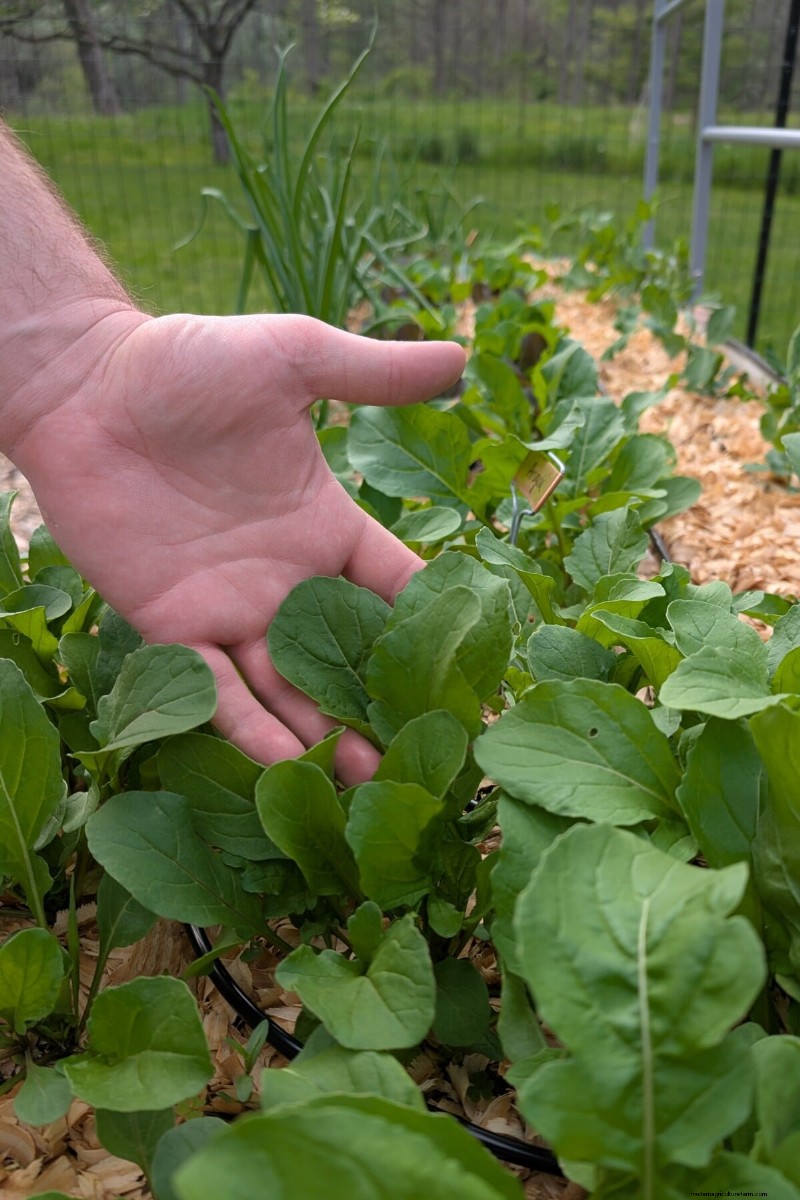 Daily Harvest Vegetables: 11 Cut-and-Come-Again Options for Continuous Yield