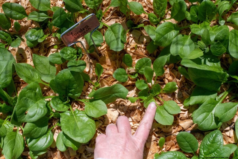 Daily Harvest Vegetables: 11 Cut-and-Come-Again Options for Continuous Yield