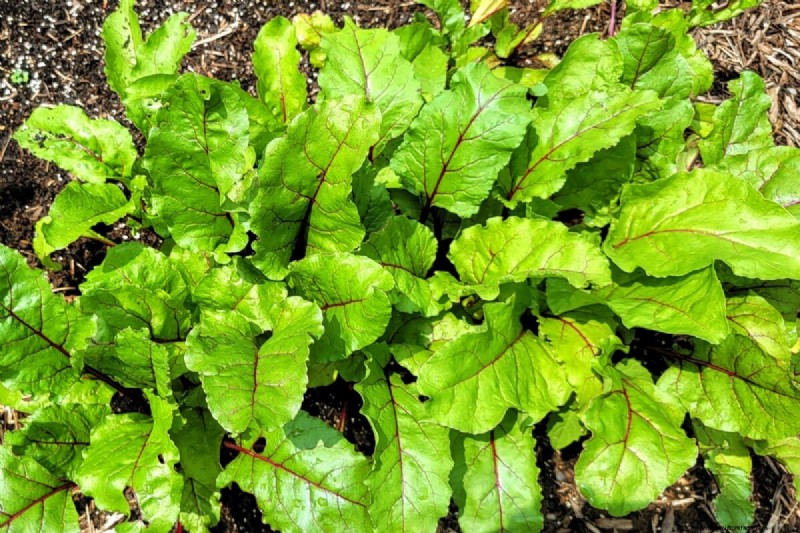 Daily Harvest Vegetables: 11 Cut-and-Come-Again Options for Continuous Yield